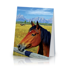 May I Ask You a Question? - Horse (25 Pack)
